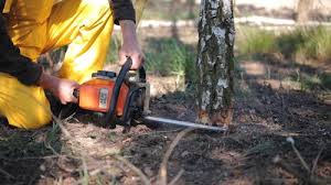 Professional Tree Removal and Landscaping Services in Dandridge, TN